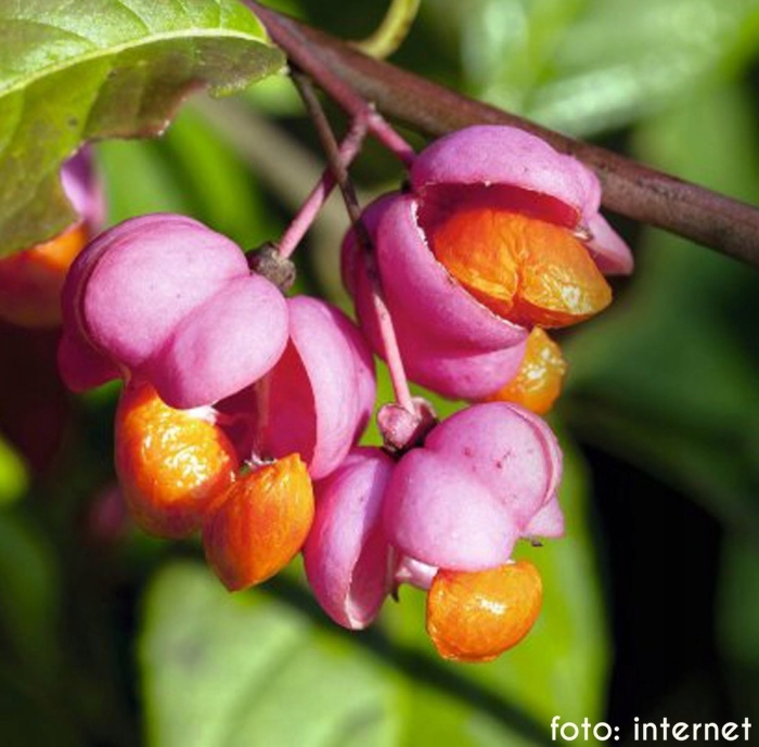 Euonymus europaeus