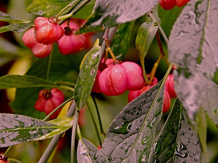 Бересклет маака