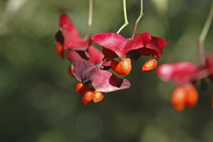 Бересклет большекрылый