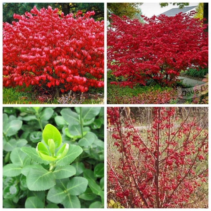 Бересклет ред каскад