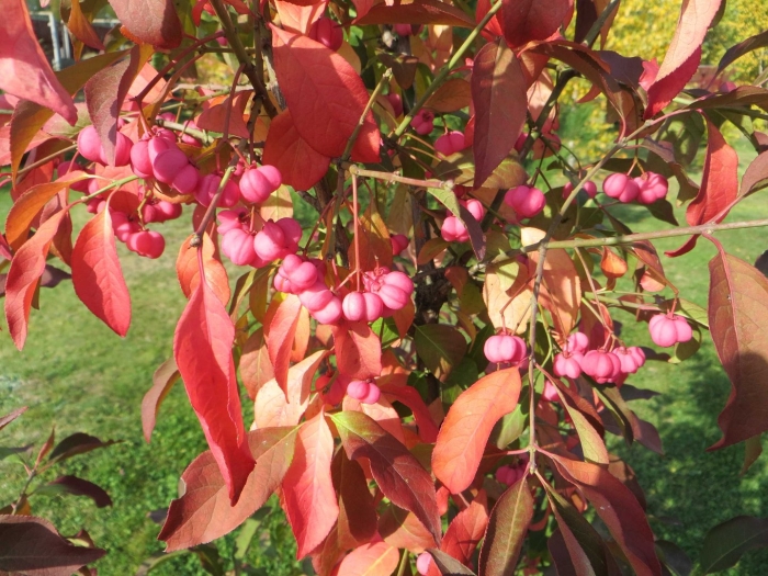 Бересклет европейский цветок
