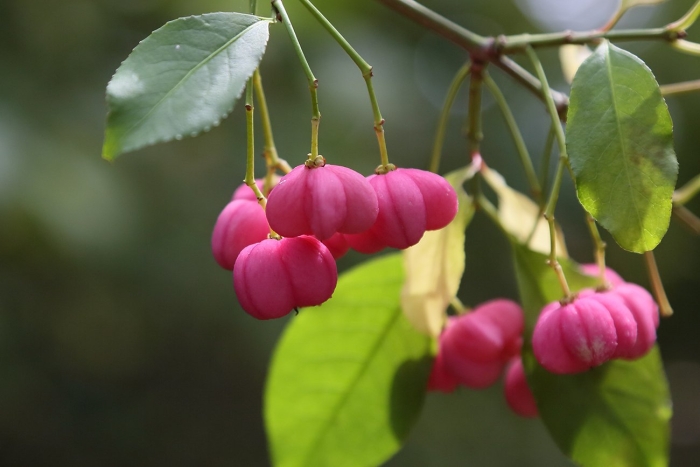 Бересклет коопмана (euonymus koopmannii)