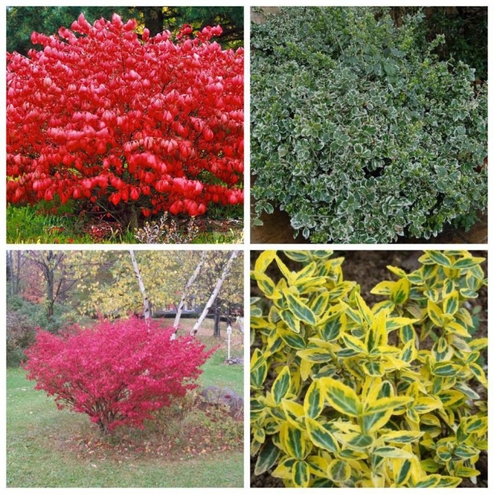 Кустарник бересклет