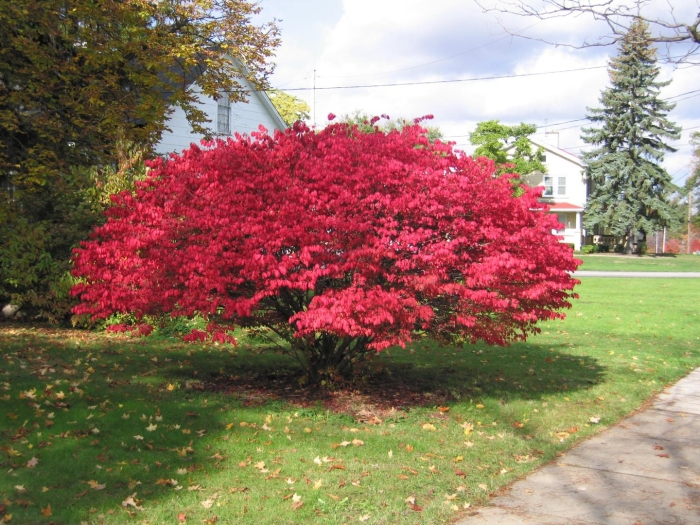 Бересклет крылатый