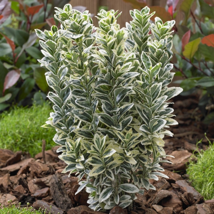 Бересклет альбомаргинатус