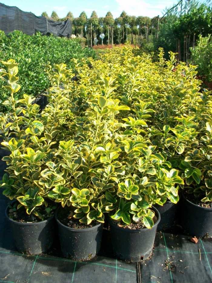 Бересклет японский элегантиссима ауреа