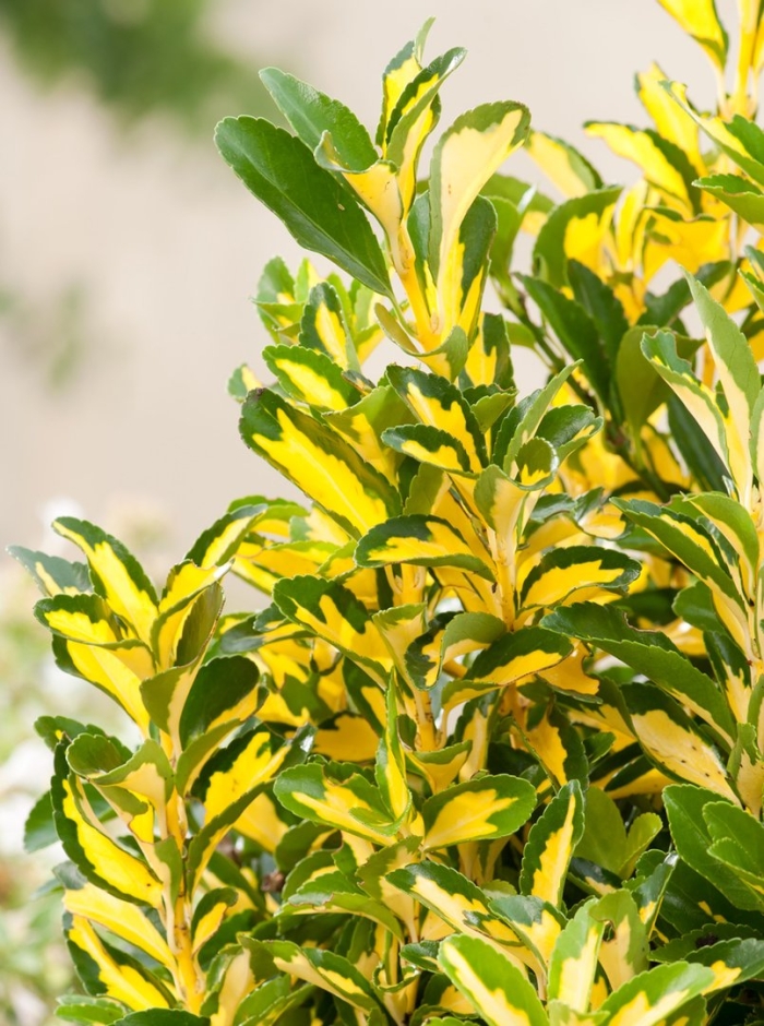 Бересклет форчуна sunspot