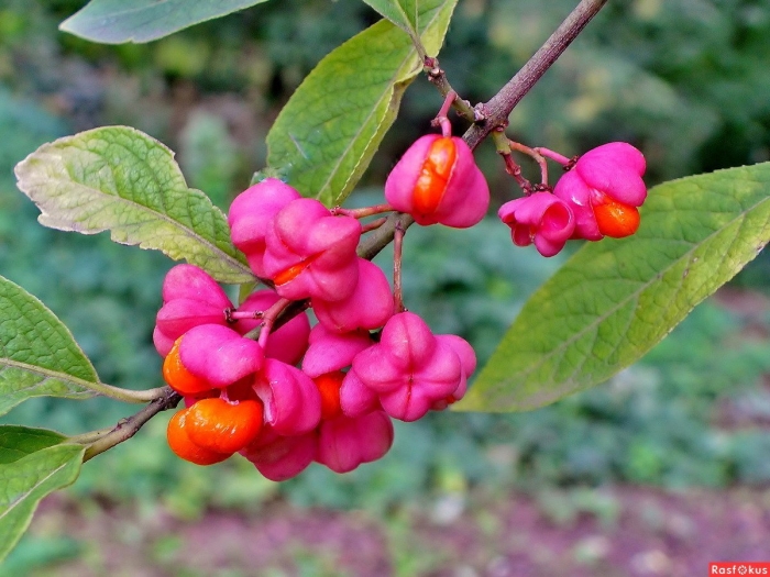Бересклет крылатый европейский