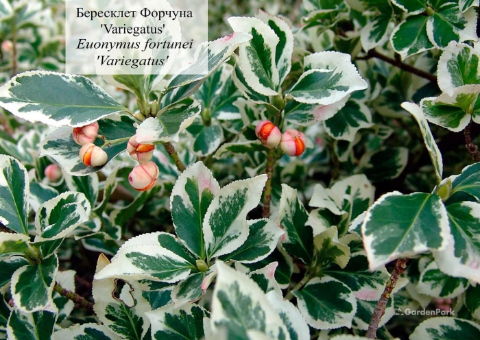 Бересклет форчуна вариегатус