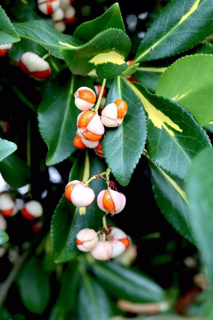 Японский бересклет