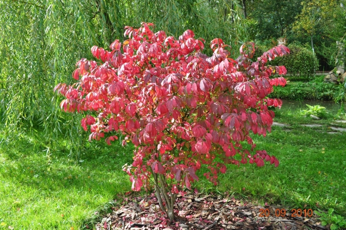 Бересклет крылатый файербол