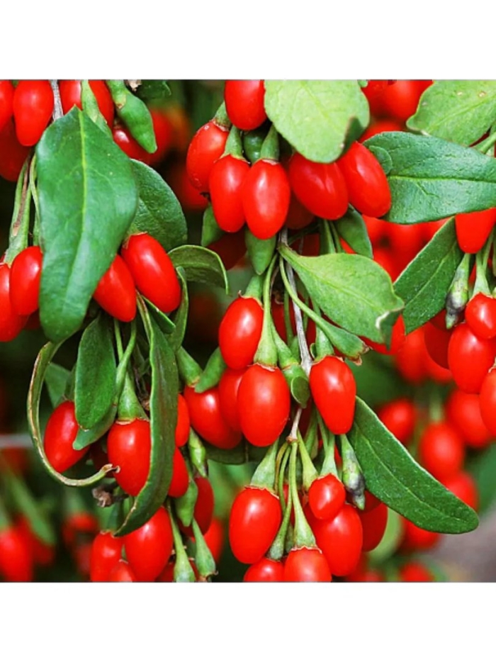 Дереза обыкновенная ягоды годжи