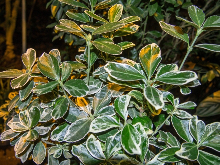 Бересклет японский бенкомасаки