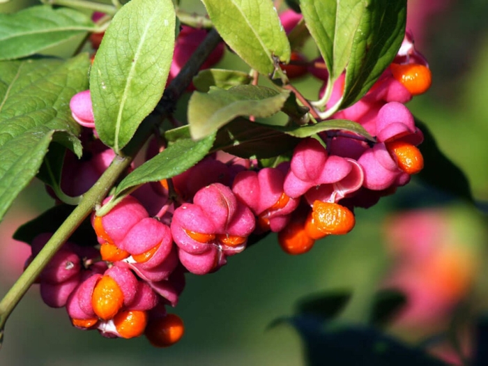 Бересклет европейский цветок