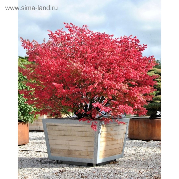 Бересклет европейский ред каскэйд