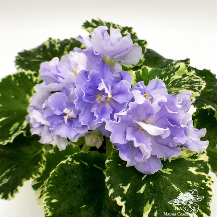 Фиалка buckeye