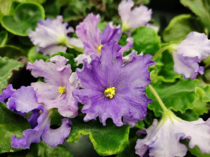 Рм-россыпь самоцветов фиалка