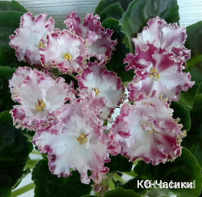 Фиалка ко часики