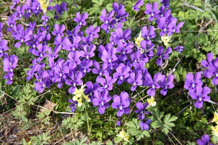 Viola odorata фиалка душистая