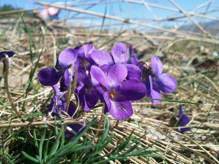 Фиалка крымская