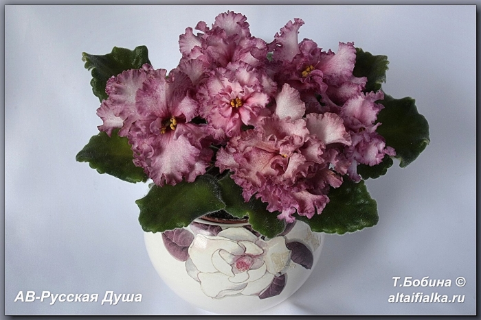 Фиалка ле-афродита