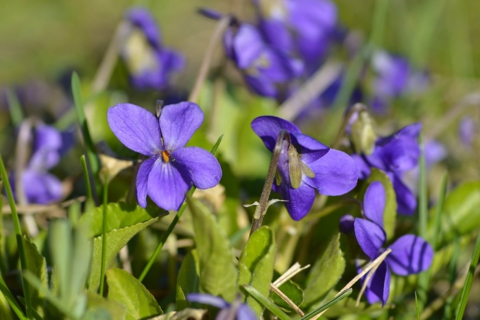 Фиалка полевая viola arvensis