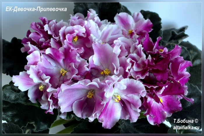 Фиалка кардинал