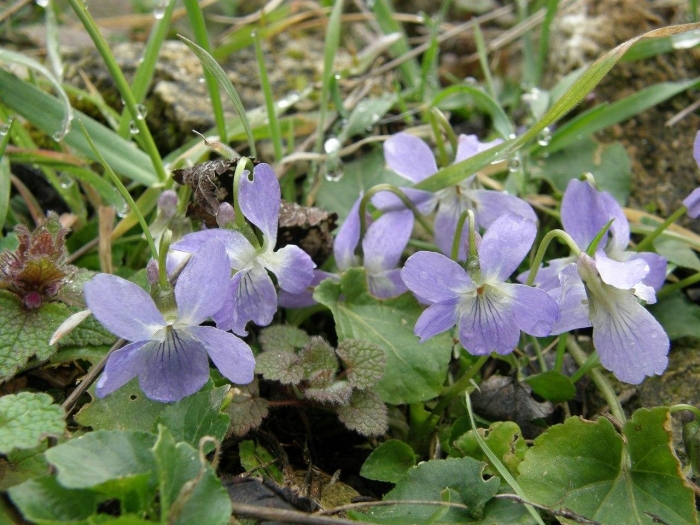 Фиалка собачья viola canina