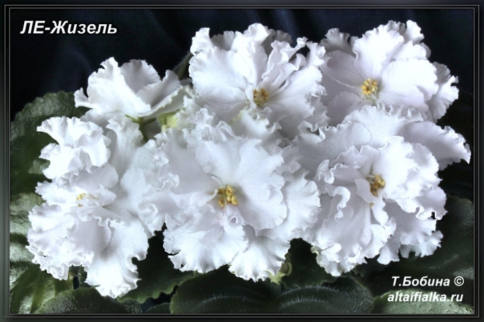 Фиалка белая сенполия