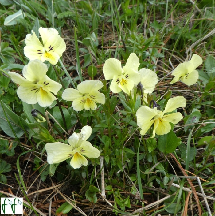 Желтая фиалка