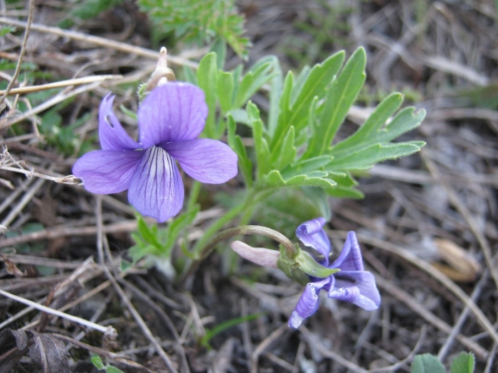 Фиалка надрезанная