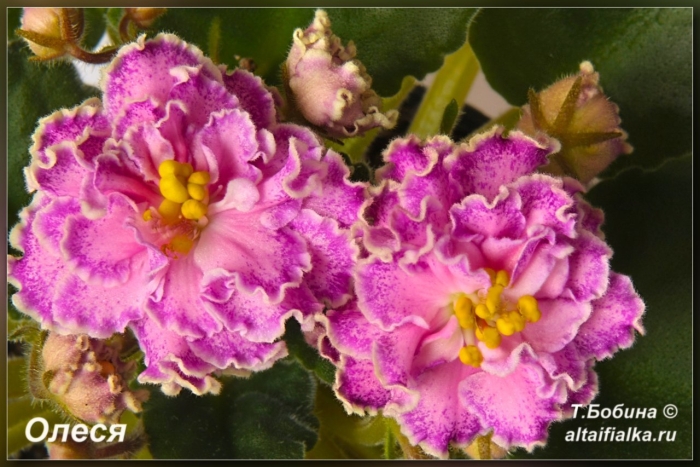 Фиалка олеся морев