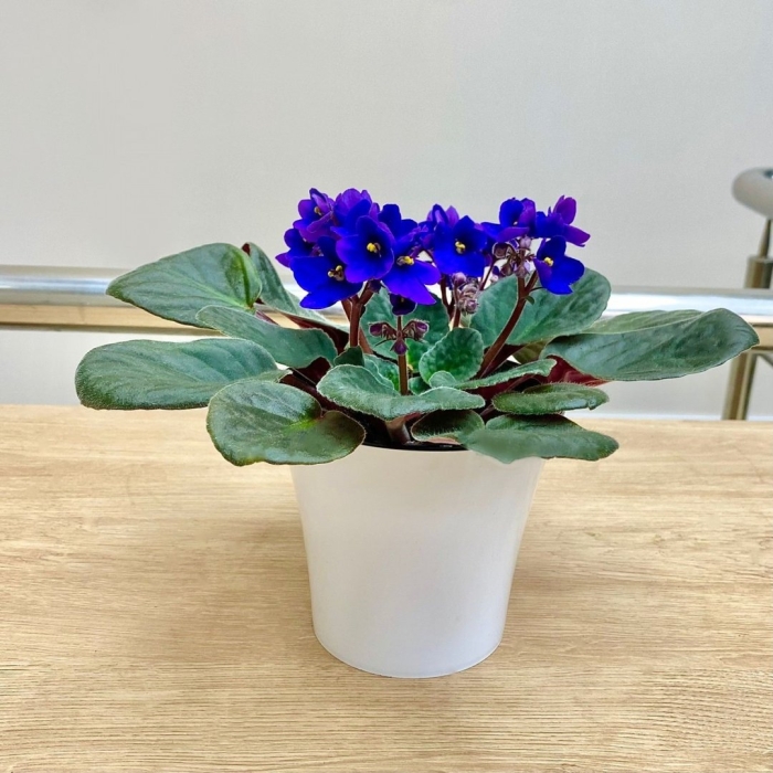 Фиалка сенполия