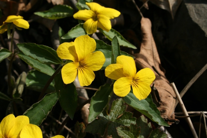 Фиалка желтая