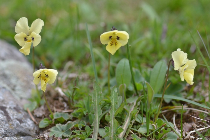 Viola altaica
