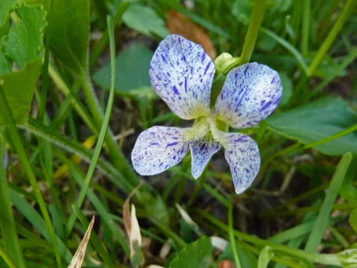Viola sororia freckles