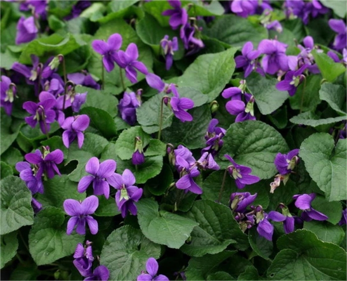 Фиалка душистая konigin charlotte