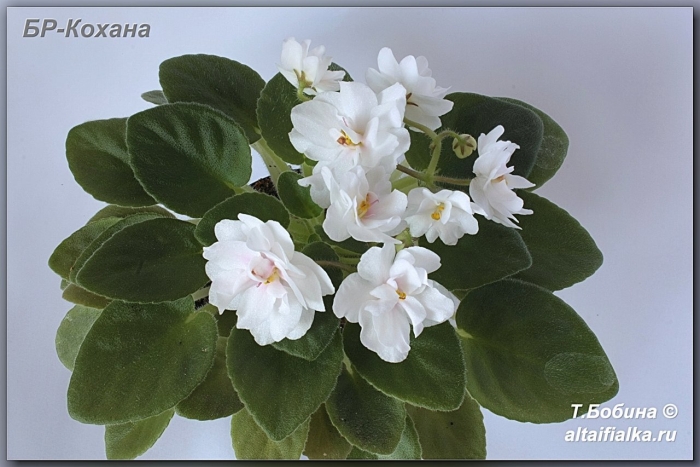 Бр владислав фиалка