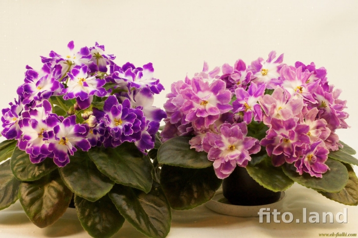 Фиалка ек шахматный король