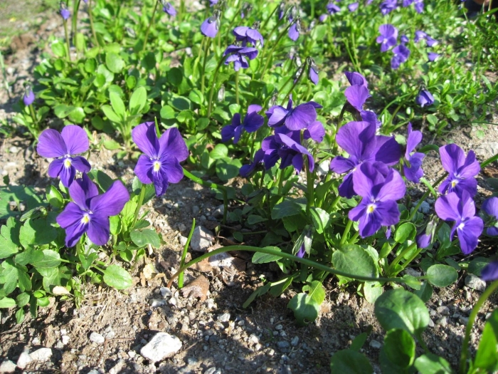 Фиалка рогатая многолетняя