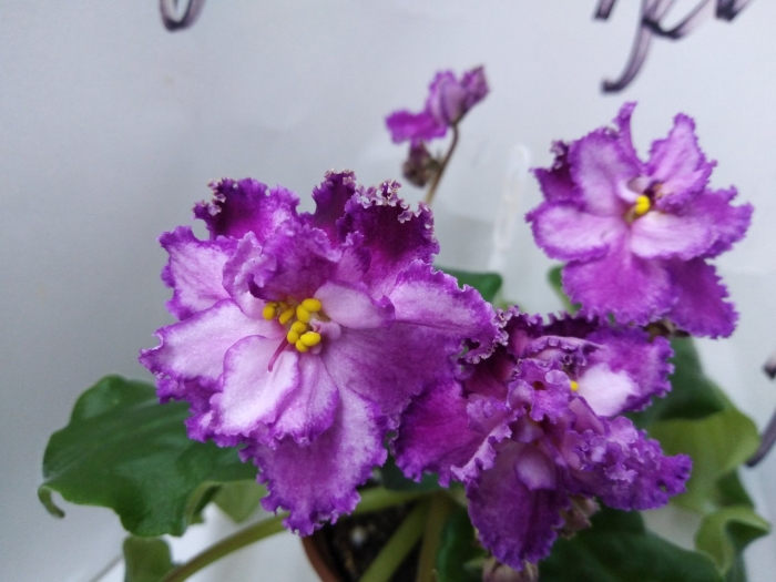 Фиалка крымская весна