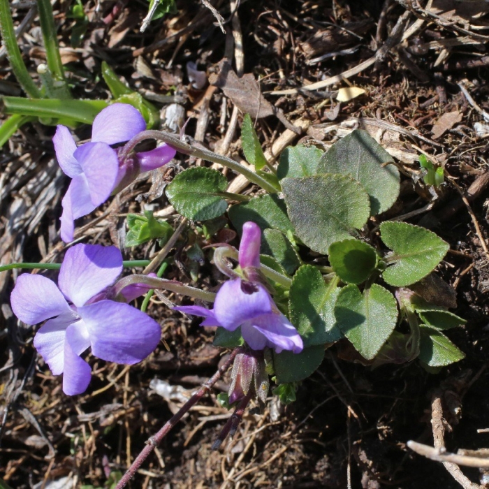 Viola rupestris