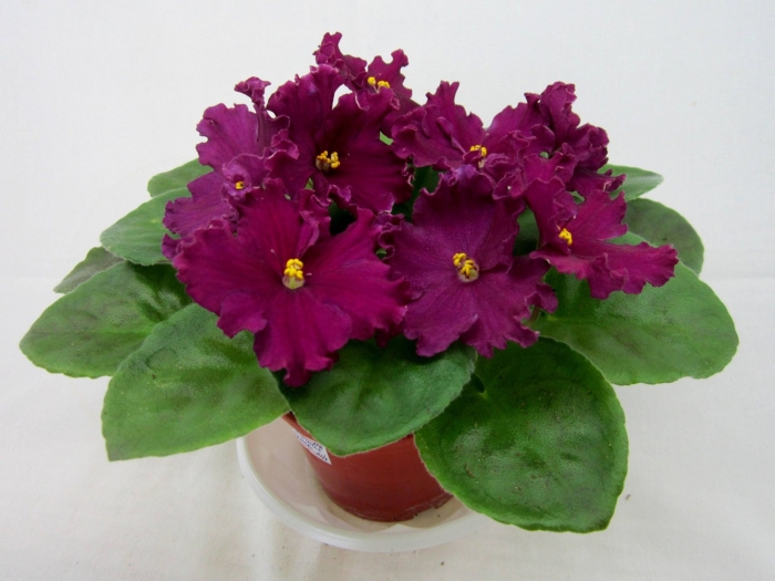 Фиалка ле рубин моголов