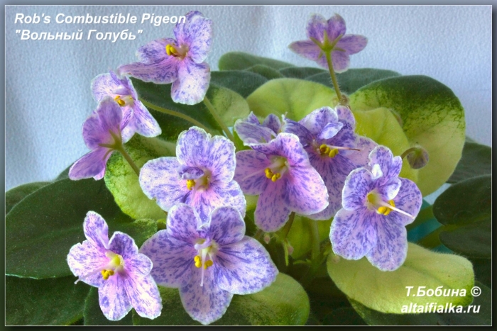 Фиалка rob's combustible pigeon