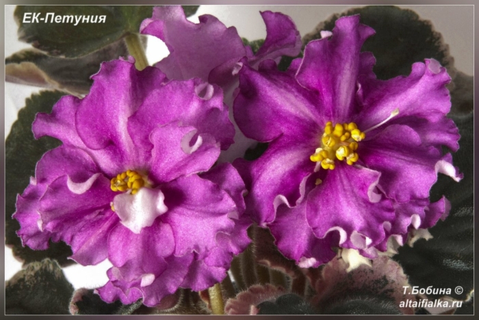 Ек петуния фиалка