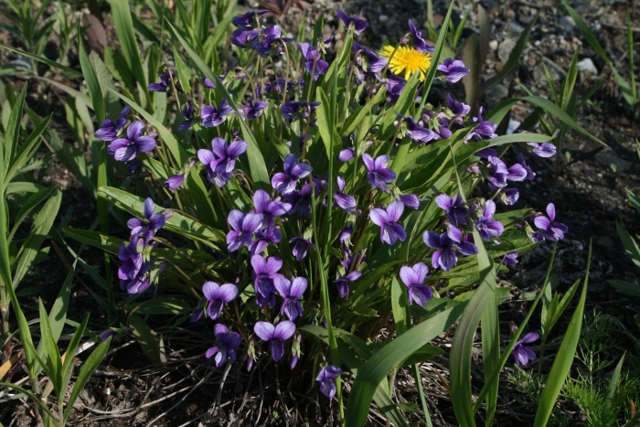 Виола маньчжурская viola mandshurica