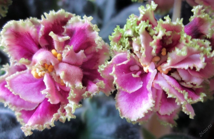 Каменный цветок (морев)