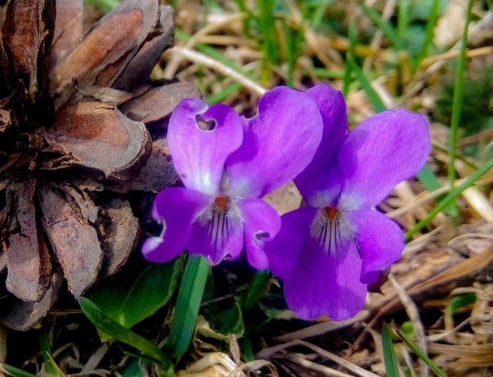 Фиалка лесная