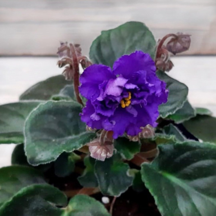 Фиалка фиолетовая махровая