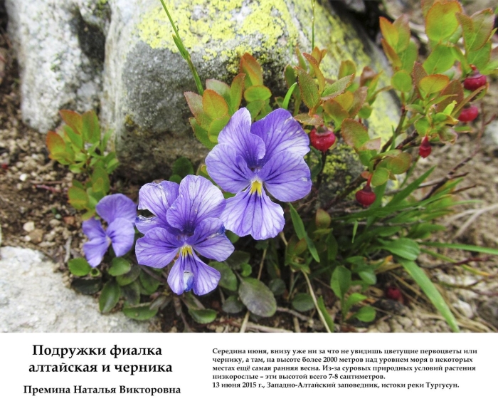 Viola altaica ker.-gawl. фиалка алтайская
